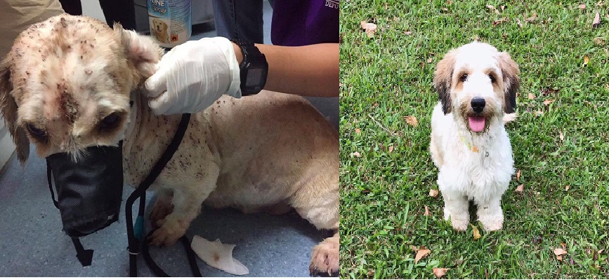 PREGNANT DOG WHICH HAD BAD TICK-INFESTATION GET A NEW LEASE OF LIFE!