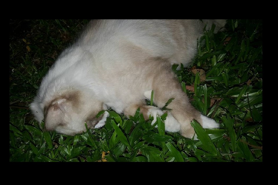 PERSIAN CAT FOUND DEAD AT FOOT OF BLOCK AT YISHUN. PLEASE SHARE TO LET OWNER KNOW (VIDEO)