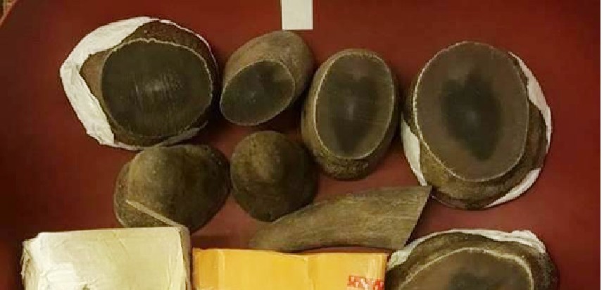 ILLEGAL RHINO HORNS SEIZED transiting through Changi Airport on 31 Aug!