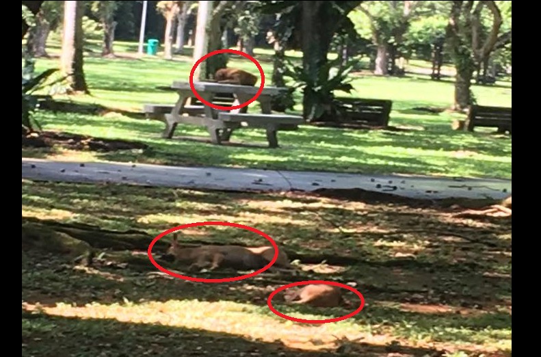 MAN CLAIMS PASIR RIS STRAY DOGS BARKING AGGRESSIVELY AT CHILDREN