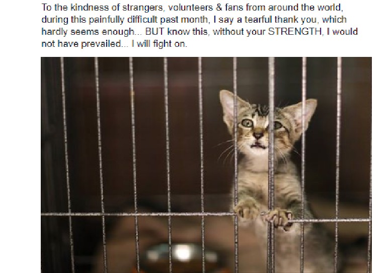 CAT RESCUER APPEAL TO MINISTER WONG TO HELP BUT TO NO AVAIL