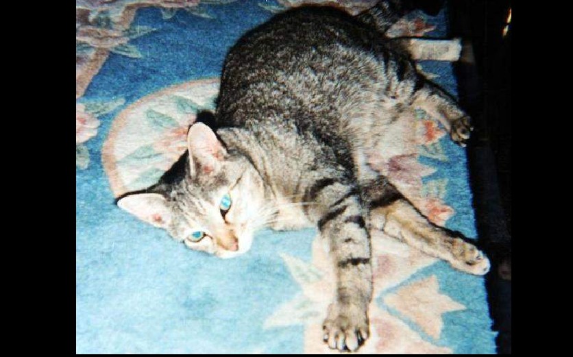 MAN JAILED AFTER SLAMMING CAT ON FLOOR. CAT TOOK A DUMP ON HIS BED
