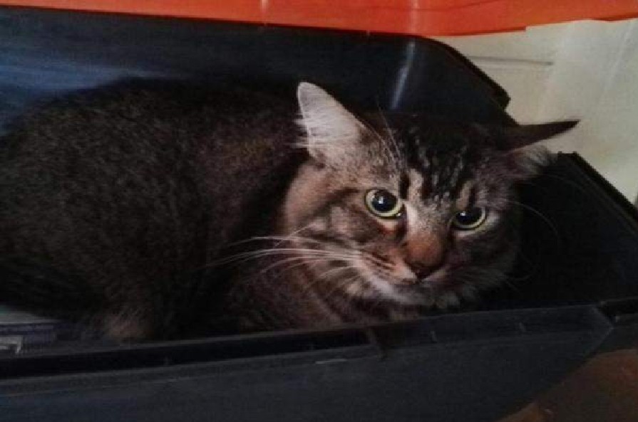 DID YOU LOST YOUR CAT @ CLEMENTI?