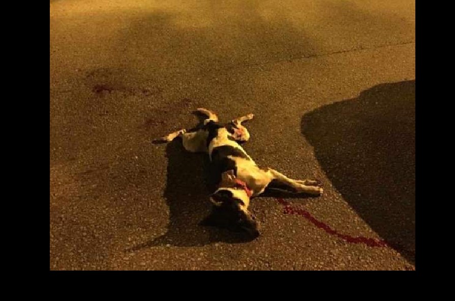 PET DOG HIT & RUN DEAD AT JALAN KAYU. LOOKING FOR WITNESS