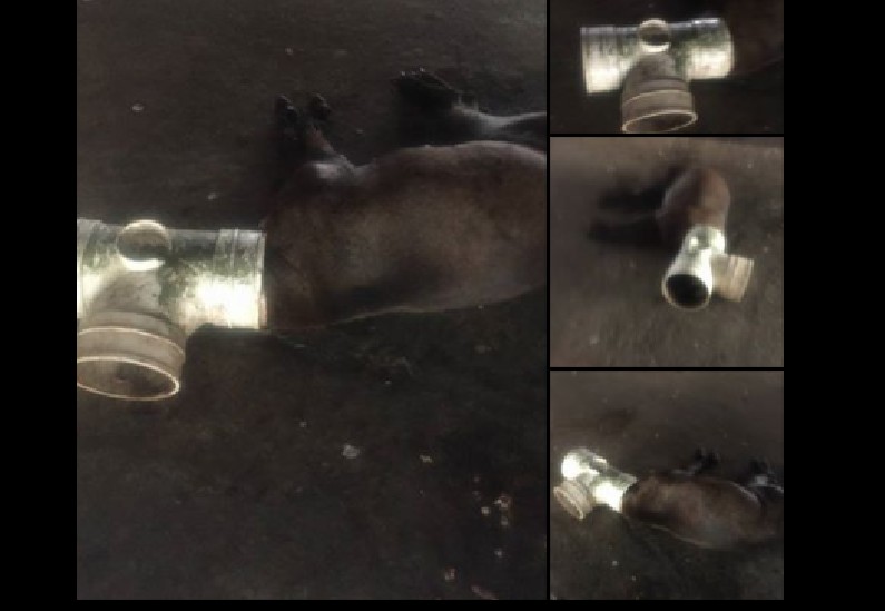 DOG FOUND DEAD WITH HEAD SHOVED INTO PIPE. BELIEVED TO BE TORTURED