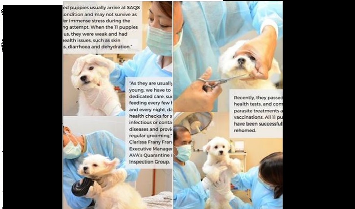 PUPPIES SEIZED BY ICA FROM M’SIA REGISTERED CAR GETS 100 QUARANTINE AND REHOMED!