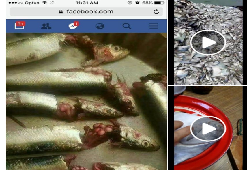 NETIZEN CLAIMS THAT FISH WITH THIS TYPE OF EGGS ARE ACTUALLY TOXIN!