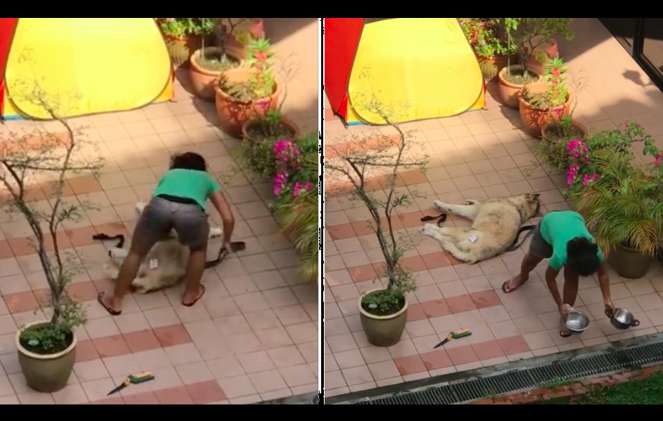 FAMILY NOT AT HOME. MAID ABUSED HUSKY LIKE NO BODY BUSINESS