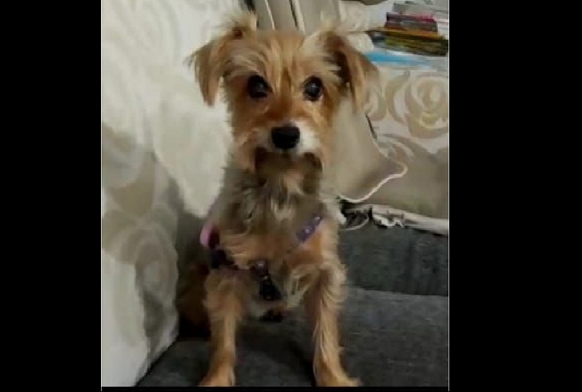 LOST DOG @ SENG KANG. PLEASE HELP SHARE AND FIND. THANK YOU!