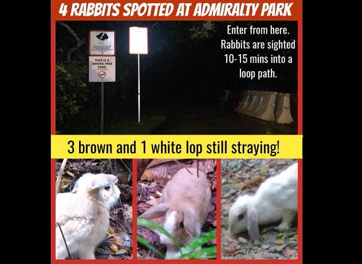 SOS AT ADMIRALTY PARK, GOT WILD BUNNIES. PLEASE SHARE