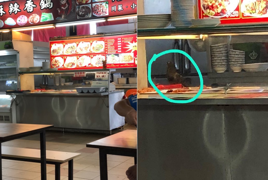 ‘TASTY’ CHINA FOOD AT SOON LEE STREET HAWKER. EVEN PIGEONS IN THE SHOP