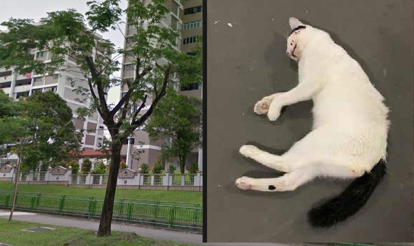 CAT KILLER @ AMK. FEED SOAP TO CATS! FINDING THE CULPRIT!