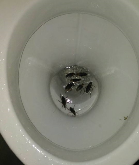 NETIZEN CLAIMS THAT HER DAD FOUND MORE THAN 5 COCKROACHES IN THE CHALET’S TOILET AFTER CHECKING IN!