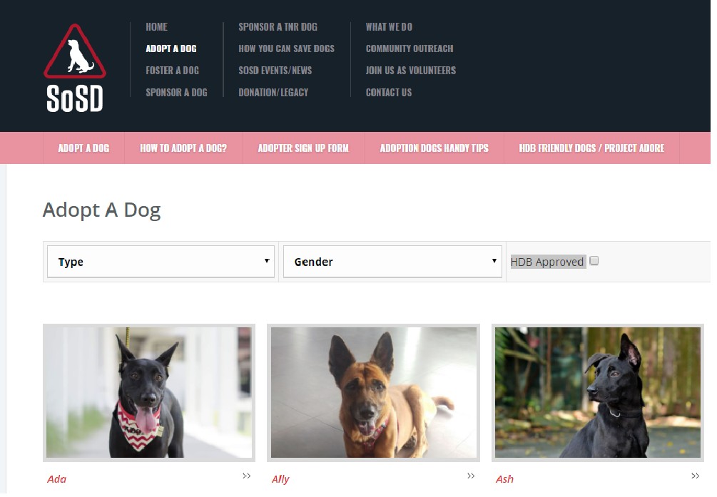 PLEASE SUPPORT ADOPTION OF PETS. 10TH DECEMBER ADOPTION DRIVE