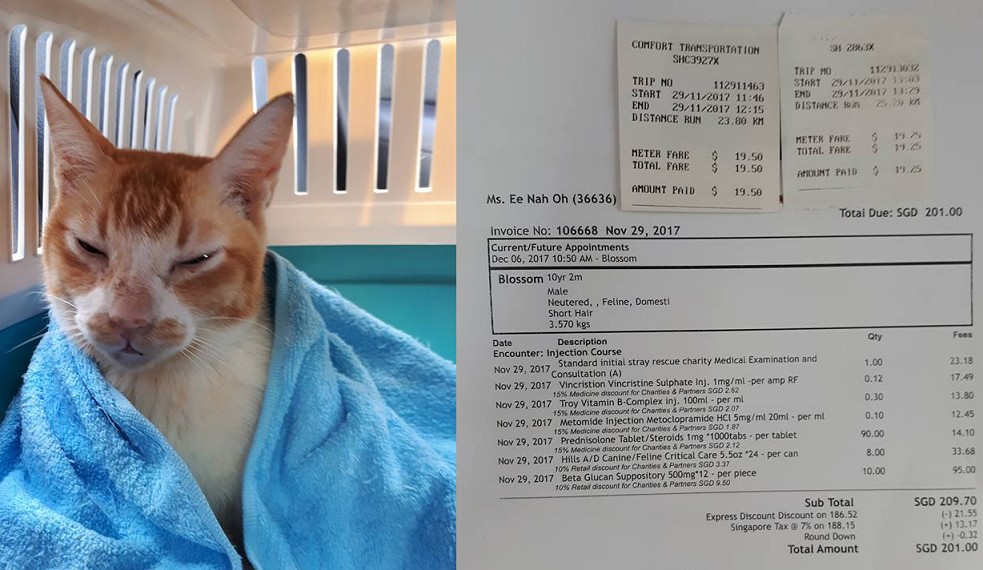 CAT WITH TUMOUR – CARE TO HELP THE POOR CAT?