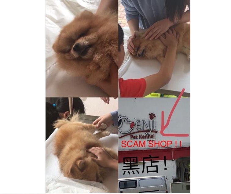 NETIZEN CLAIMS THAT THE DOG SENT TO BOARDING HOUSE DIED SUDDENLY BUT NO PROPER EXPLANATION WAS GIVEN!