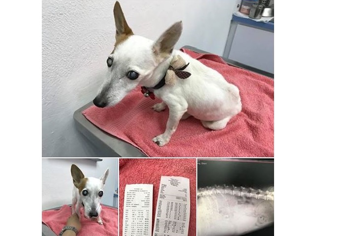 DOG NEEDS URGENT BLOOD TRANSFUSION ANY WILLING DOG OWNER TO  ! PLEASE HELP TO SHARE!