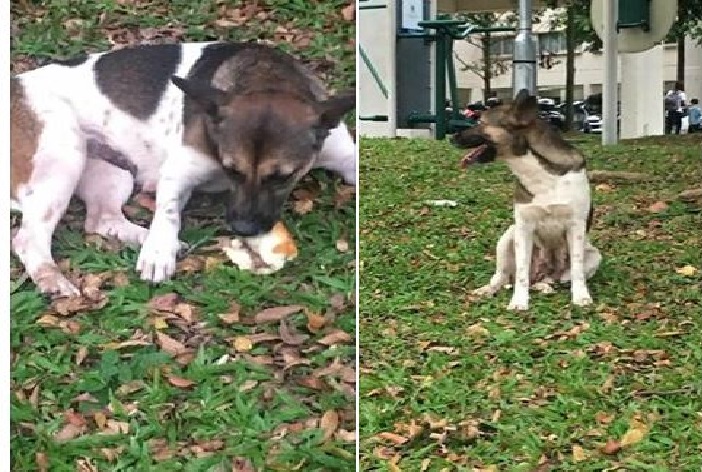 MISSING DOG AROUND JURONG WEST DO NOT GIVE CHASE IF YOU SAW HER! PLEASE HELP TO SHARE~