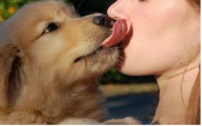 DOGS LOVERS/OWNERS TAKE NOTE! HERE WHY YOU SHOULD’T LET YOUR DOG LICK YOUR FACE!