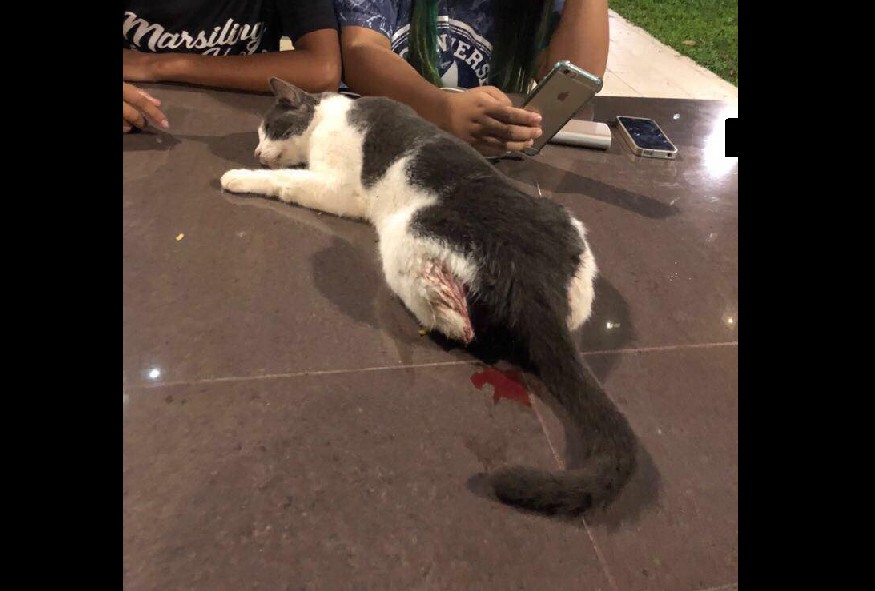 KIDS KNOCK DOWN KITTEN WITH E-SCOOTER, KIDNEY AND BOWEL BROKE!