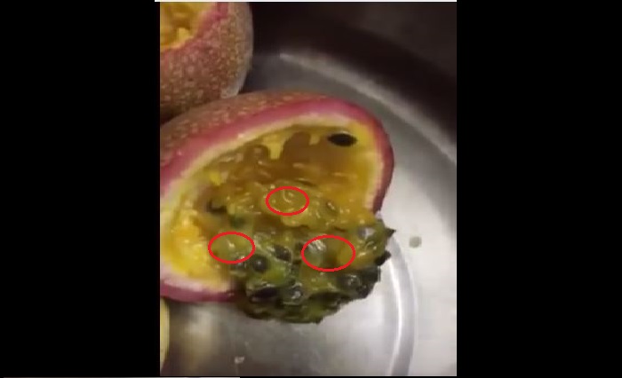PASSION FRUIT LOVER TAKE NOTE REMEMBER TO CHECK FOR WORMS BEFORE CONSUMING!(VIDEO)