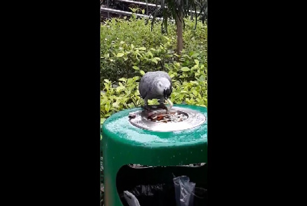 PARROT FOUND EATING CIGARETTE BUTT AT JURONG EAST (VIDEO)