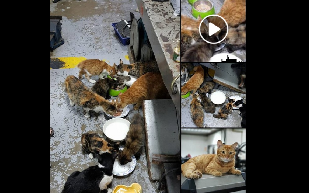 MANY CATS GO HUNGRY AFTER OWNER PASSED AWAY IN PORT DICKSON ACCIDENT