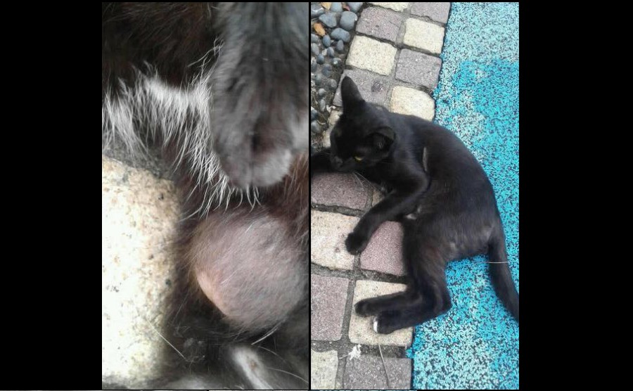 APPEALING FOR CAT FEEDERS OR VOLUNTEER TO GET MEDICAL ATTENTION @ MARSILLING!