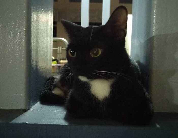 MAMA CAT ABANDONED BUT HER KITTIES TAKEN AWAY FROM HER @ JURONG WEST!