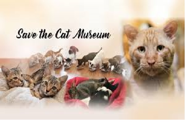 ATTN ALL CAT LOVER!! CAT MUSEUM IN SINGAPORE IS CLOSING DOWN!