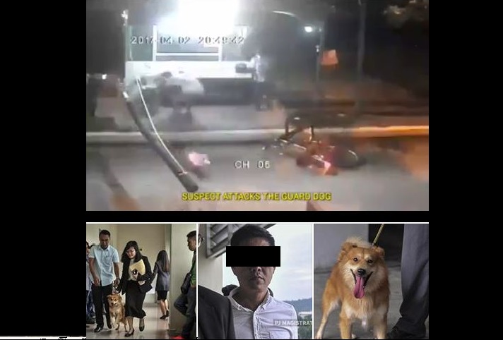 SINGAPOREAN FINED RM8,000 FOR USING HELMET TO HIT THE DOG IN M’SIA!