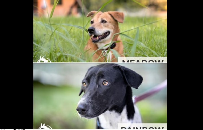 ADOPT DON’T SHOP! MEET MEADOW AND RAINBOW!