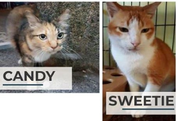 Meet Candy and Sweetie from Cat Welfare Society who are looking to be the purr-fect addition to your home!