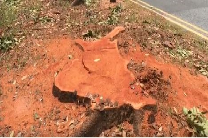 NETIZEN FEELS THAT MORE CAN BE DONE TO PRESERVE THE TREES IN SINGAPORE! (VIDEO) NETIZEN FEELS THAT MORE CAN BE DONE TO PRESERVE THE TREES IN SINGAPORE! (VIDEO)