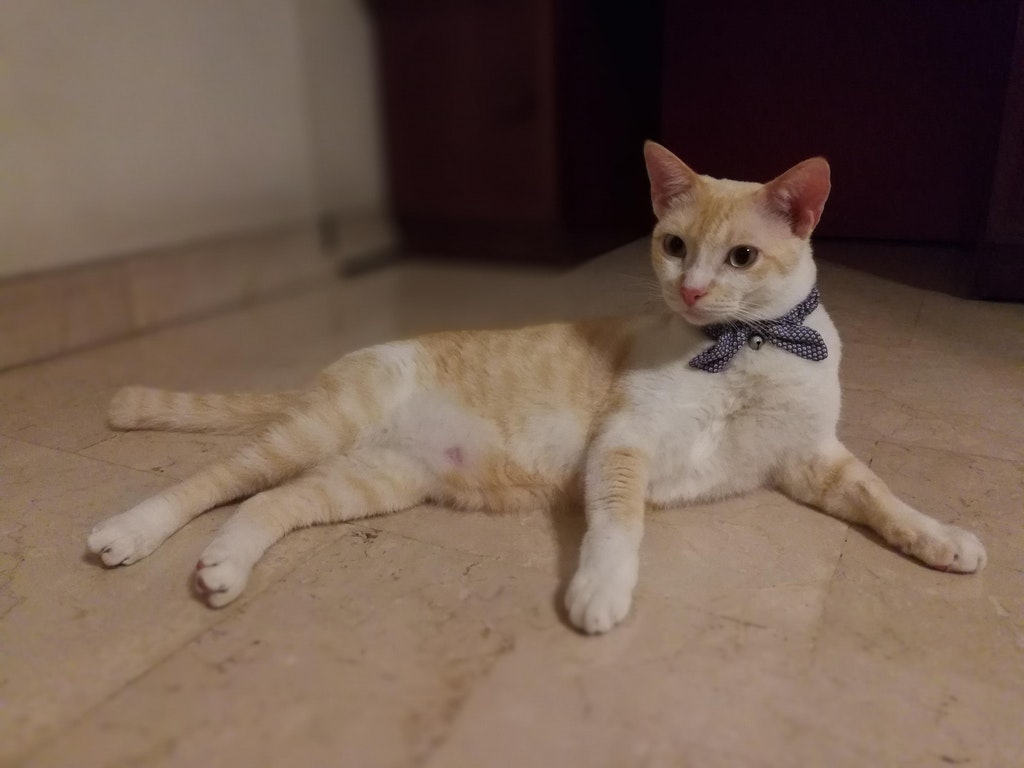 NETIZEN MISSING CAT LAST SEEN AROUND TAMAN JURONG! PLEASE HELP TO SHARE!