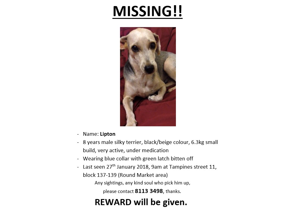 REWARD WILL BE GIVEN FOR FINDING OF MISSING DOG LIPTON! LAST SEEN AT TAMPINES! REWARD WILL BE GIVEN FOR FINDING OF MISSING DOG LIPTON! LAST SEEN AT TAMPINES!
