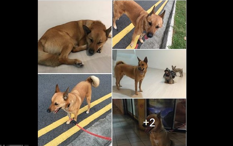 DOG OUTRAN THE CLEANER TODAY LAST SEEN AROUND 10:40 AT ROWELL ROAD! PLEASE HELP TO SHARE!