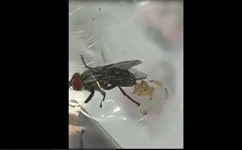 THIS IS WHY YOU MUST PREVENT HOUSEFLY FROM LANDING ON YOUR FOOD!(VIDEO)
