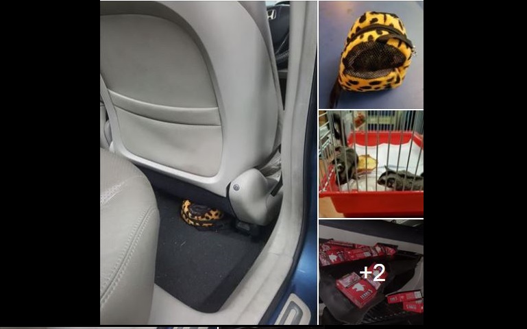 ICA officers at Woodlands Checkpoint detected two live sugar gliders along with 44 cartons and 210 packets of duty-unpaid cigarettes in car on Feb 14