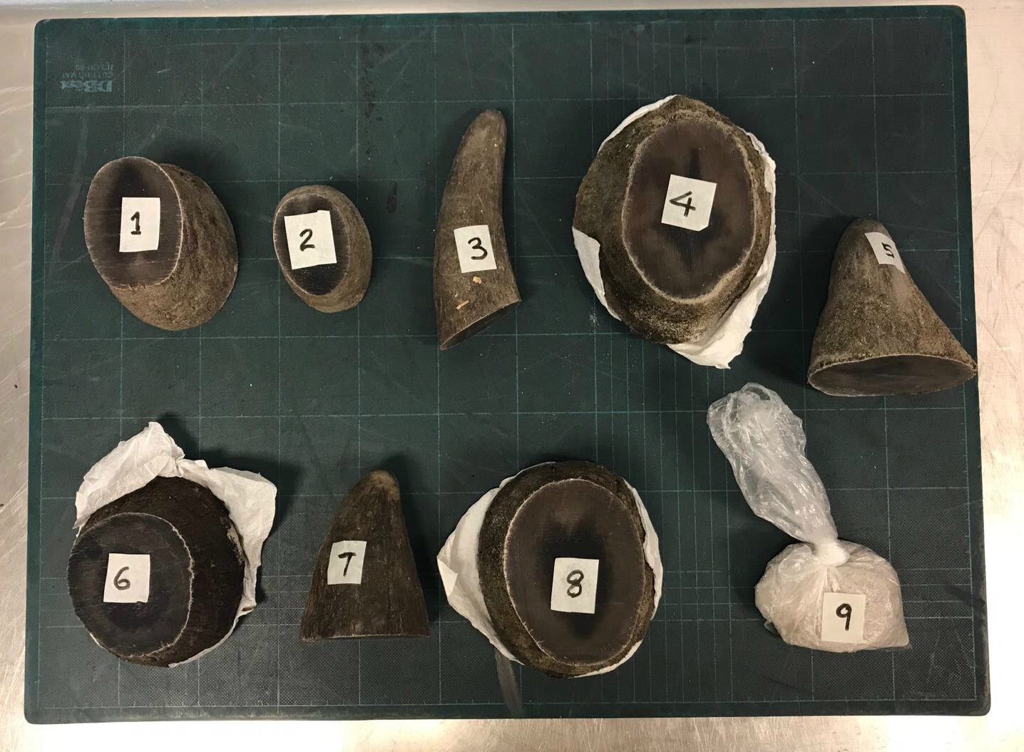 SG AUTHORITIES CAUGHT MAN TRYING TO SMUGGLE RHINOS HORN THRU SINGAPORE! SG AUTHORITIES CAUGHT MAN TRYING TO SMUGGLE RHINOS HORN THRU SINGAPORE!