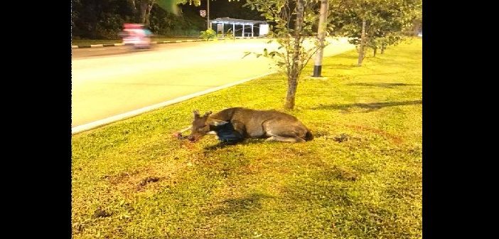 DEER SPOTTED AT MANDAI ROAD, GETS HIT BY VEHICLE AND DIES!