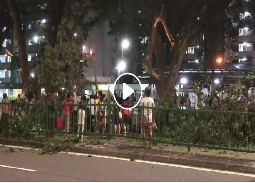 PASSERBY HELP MOVE FALLEN TREE FROM ROAD! (VIDEO)