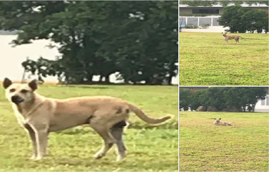 MAN SPOTTED ATTACKING DOG WITH METAL ROD AT YISHUN!