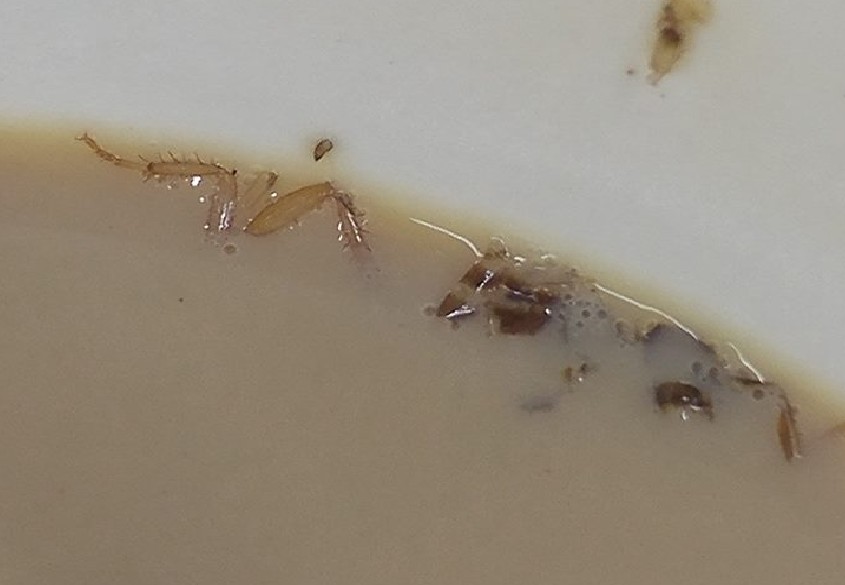 COCKROACHES SPOTTED IN COFFEE BOUGHT FROM 7-ELEVEN IN MALAYSIA!