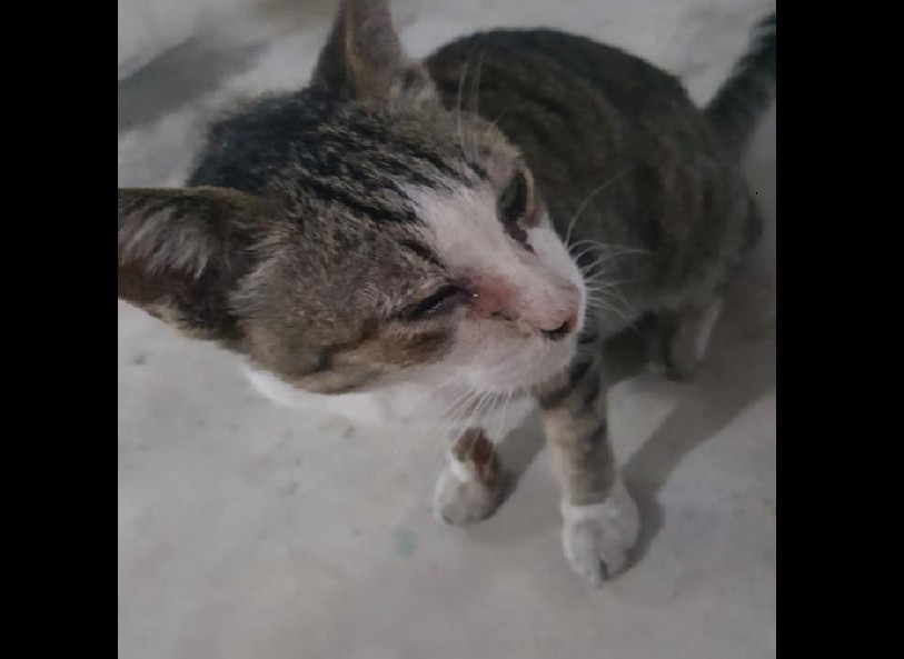 CAT IN NEED OF TEMP OR PERMANENT HOME DUE TO EYE INFECTION. WOULD YOU HELP?