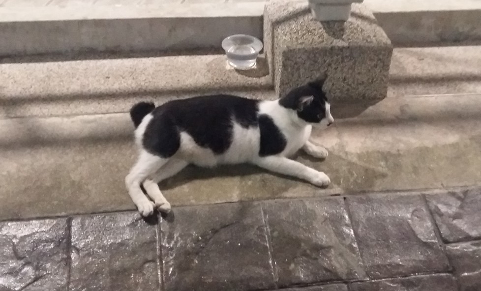 CAT MISSING FROM ANG MO KIO AVE 6. PLEASE HELP