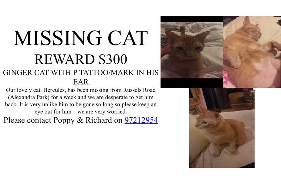 $300 REWARD FOR MISSING CAT ALONG ALEXANDRA PARK