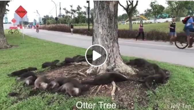 OTTERS HAVING FUN AT “THE HOLY TREE” (VIDEO)
