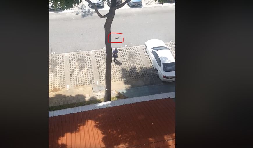 MAN ATTACKED BY CROWS. LETS HOPE AVA TAKE ACTION IMMEDIATELY!