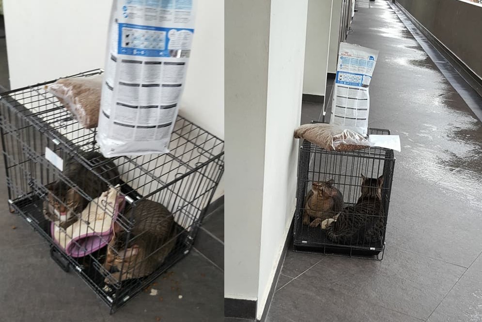 CATS ABANDONED OUTSIDE MOSQUE AT WOODLANDS CATS ABANDONED OUTSIDE MOSQUE AT WOODLANDS
